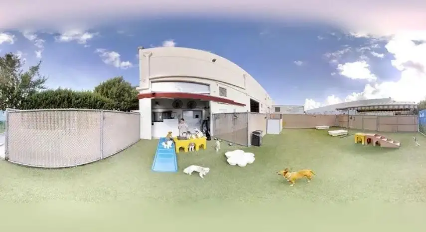 Dogstown University USA