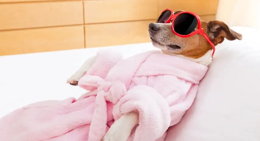 Dogstown University USA