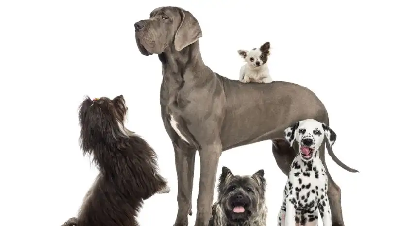 Dogstown University USA