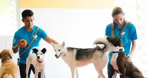 Dogtopia
