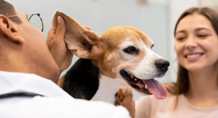 Easyvetclinic USA franchise-opportunities