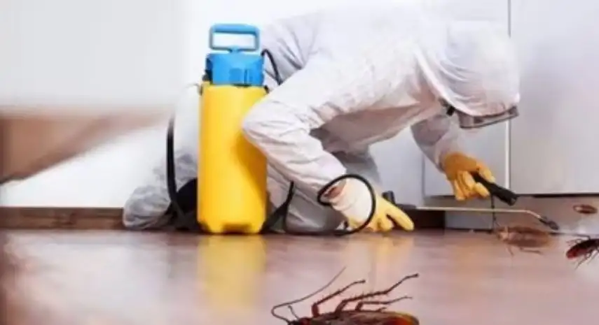 Eco-Safe Pest Control USA franchise-opportunities