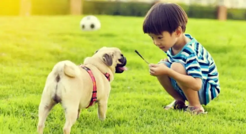 Eco-Safe Pest Control USA franchise-opportunities