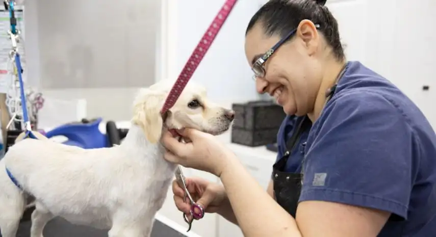 Hot Diggity Dog Resort