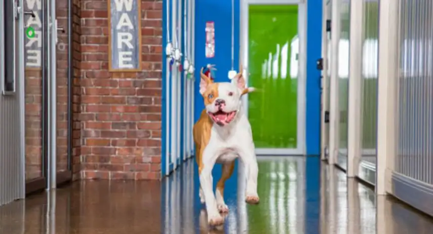 Hounds Town USA Franchise Opportunity