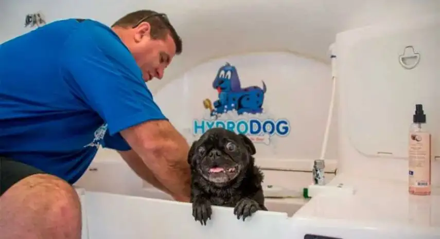 HydroDog Franchise for Sale | mobile pet grooming