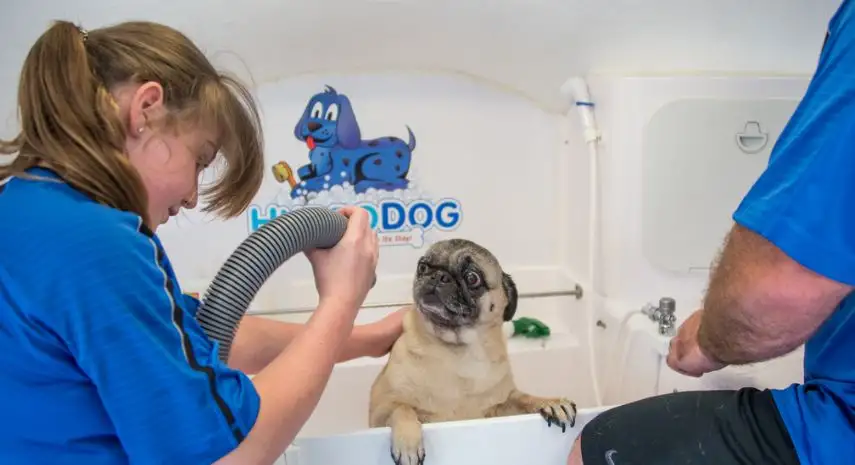 HydroDog Franchise for Sale | mobile pet grooming