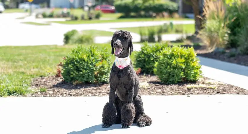 HydroDog Franchise for Sale | mobile pet grooming