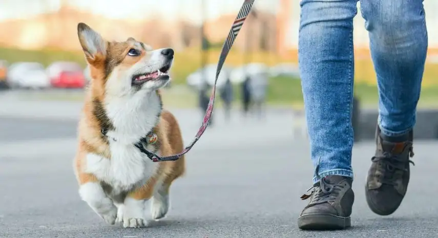 Instinct Dog Behavior & Training