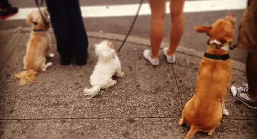 Instinct Dog Behavior & Training