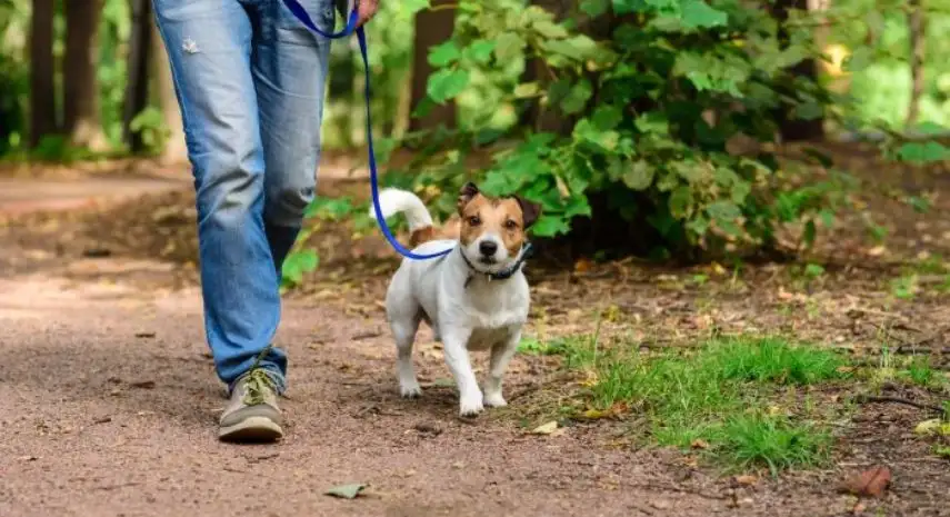 Instinct Dog Behavior & Training