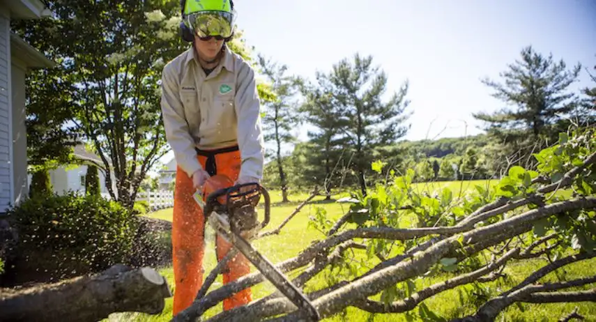 Joshua Tree Experts Franchise Opportunity image 4