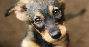 Just 4 Paws Pet Spa