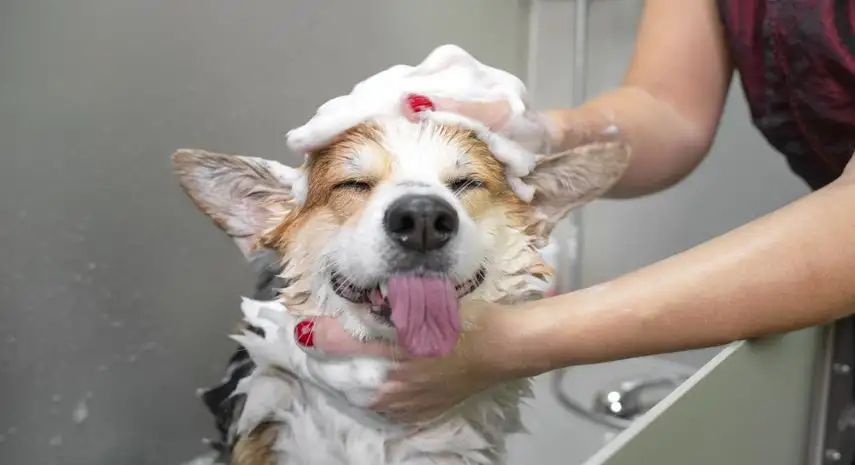 Just 4 Paws Pet Spa