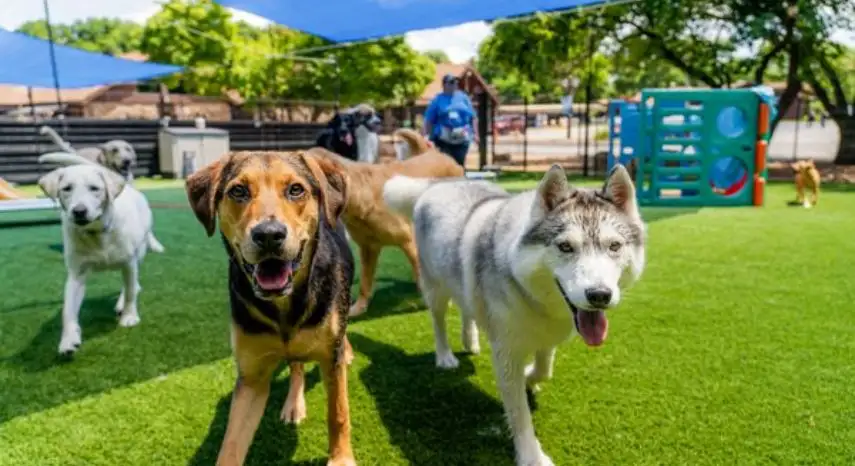 Kennelwood Pet Resorts Franchise Opportunity