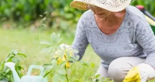 LivHOME  - Senior Care