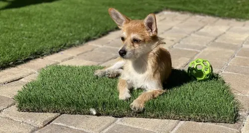 Monster Grass  - Artificial Turf