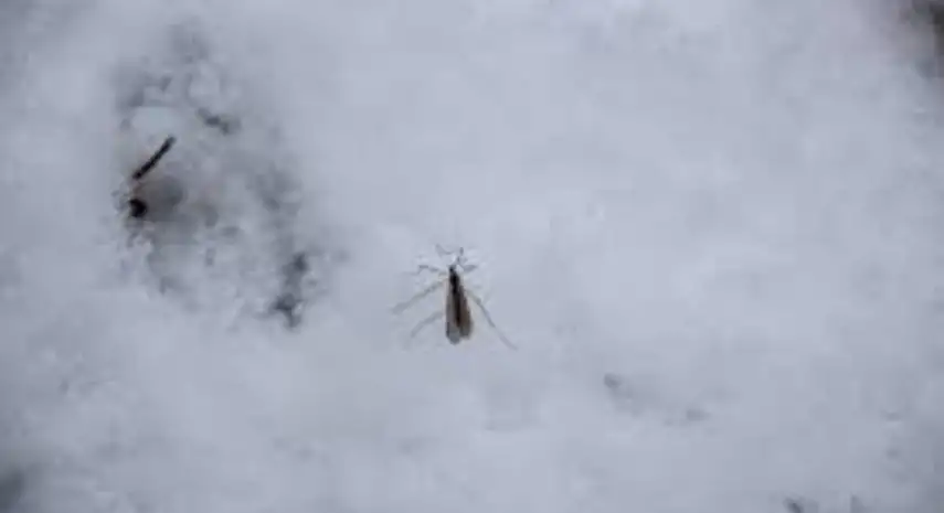 Mosquito Sheriff USA