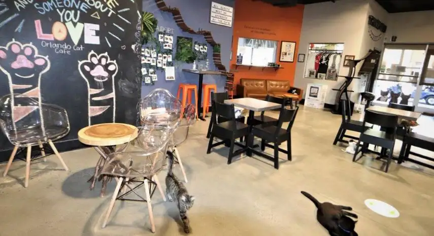 Orlando Cat Café Franchise Opportunity in the USA image 2