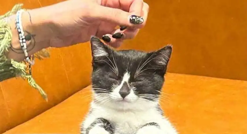 Orlando Cat Café Franchise Opportunity in the USA image 3