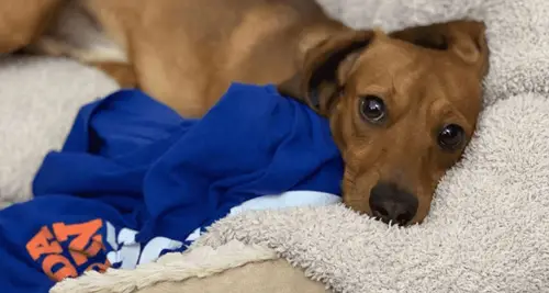 Pappy’s Pet Lodge Franchise Opportunities image 3