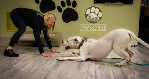 Paw & Order Dog Training Franchise For Sale