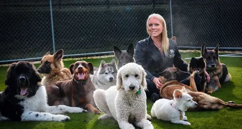 Paw & Order Dog Training Franchise For Sale image 3