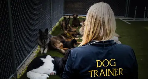 Paw & Order Dog Training