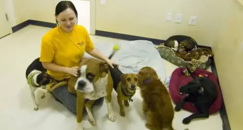 PawSpa Resort Franchise Cost & Fees Opportunities