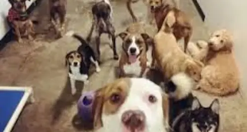 PawSpa Resort Franchise Cost & Fees Opportunities image 2