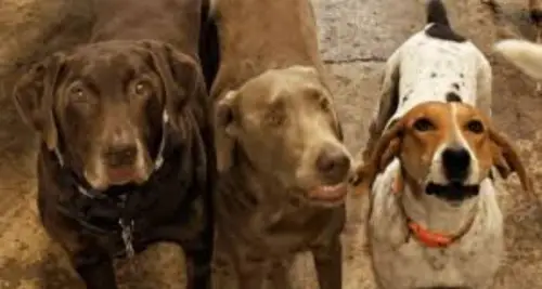 PawSpa Resort Franchise Cost & Fees Opportunities