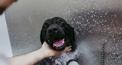 Pet Fresh Dog Wash