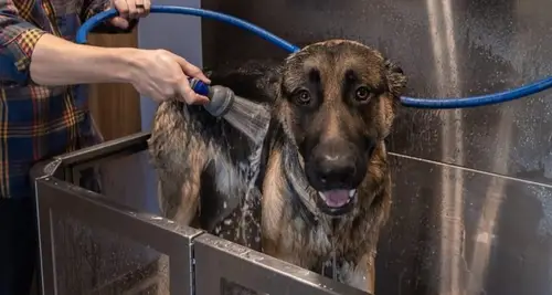 Pet Fresh Dog Wash Franchise Opportunities