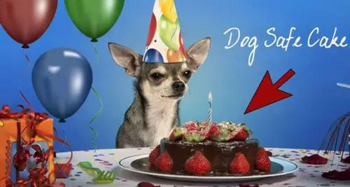 Pets Warehouse Franchise Investment & Cost Opportunity image 2