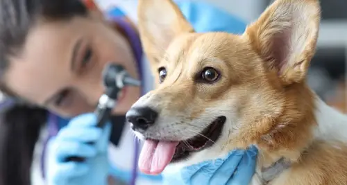 PetWellClinic Franchise Cost & Fees Opportunity image 2