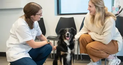 PetWellClinic Franchise Cost & Fees Opportunity image 4