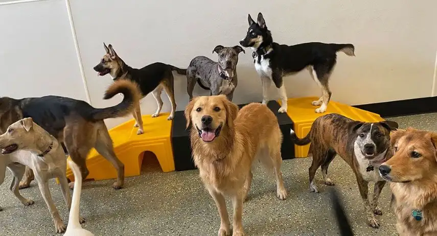 Playful Pack Dog Daycare & Boarding