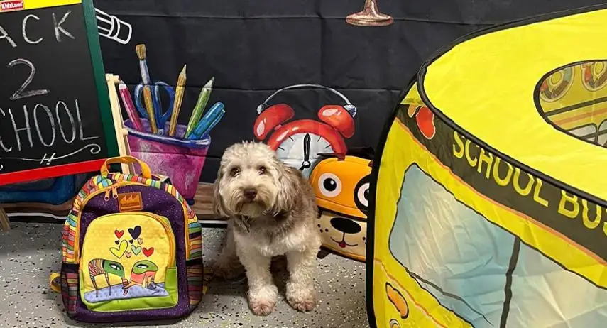 Playful Pack Dog Daycare & Boarding