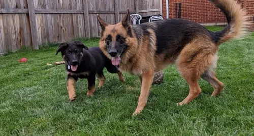 POOP 911 Franchise Investment, Cost & Opportunity