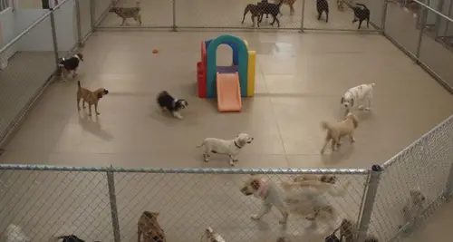 Preppy Pet Franchise Cost & Fees Opportunities