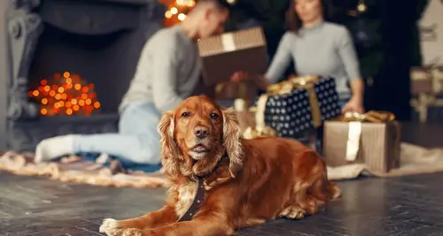 Resting Rainbow Franchise Cost & Fees Opportunities