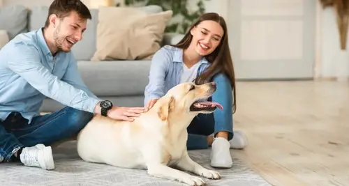 Resting Rainbow Franchise Cost & Fees Opportunities