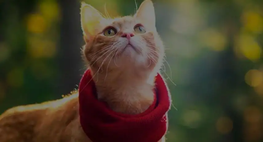 Resting Rainbow Pet Memorials & Cremation Franchise Opportunity