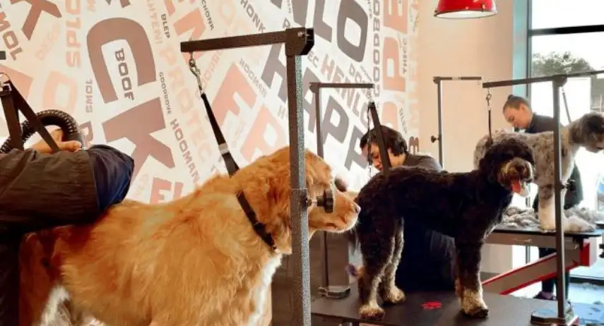 Salty Dawg Pet Salon + Bakery Franchise Opportunity