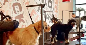 Salty Dawg Pet Salon + Bakery