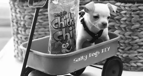 Salty Dogs DIY Dog Wash Franchise Opportunity