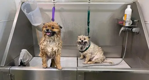 Salty Dogs DIY Dog Wash Franchise Opportunity image 2