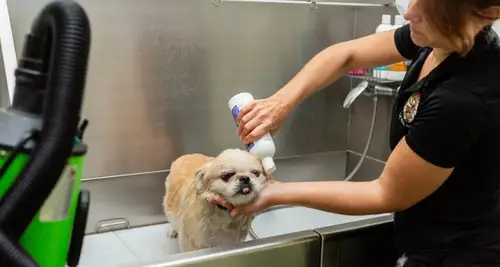 Salty Dogs DIY Dog Wash Franchise Opportunity image 3