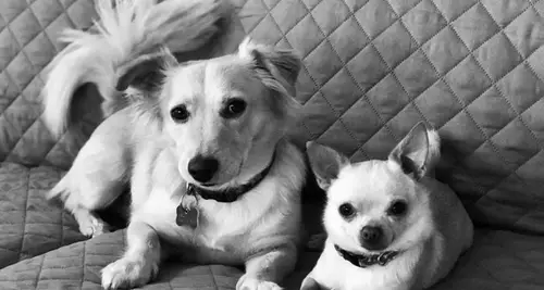 Salty Dogs DIY Dog Wash Franchise Opportunity