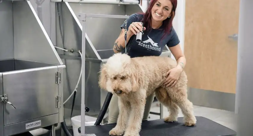 Scenthound Franchise Opportunity image 3